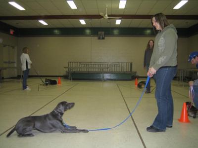 Blue doing a great down-stay in class. Blue doing a great down-stay in class.