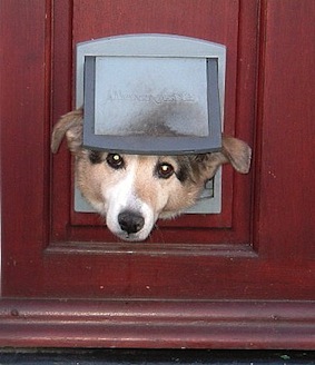 Pet Doors - Training Puppies to Use Pet Doors - Dog Doors Dog Door Training