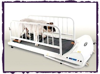 Can A Dog Use A Human Treadmill Can A Dog Use A Human Treadmill