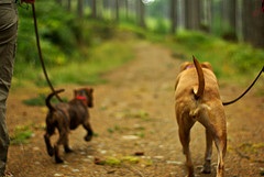 Dog Care and Training Dog Care and Training