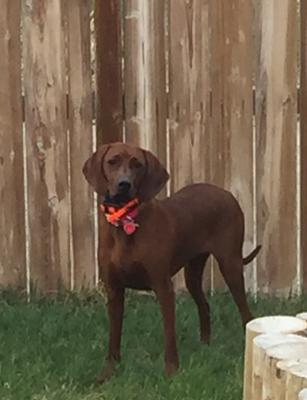 TimberChopper Midnight Storm TimberChopper Midnight Storm