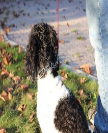 Training Collar Position dog collar position