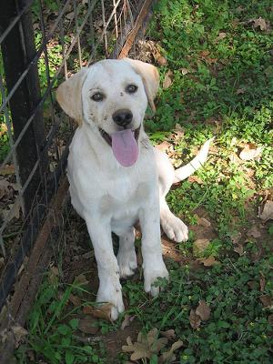 5 month old lab puppy