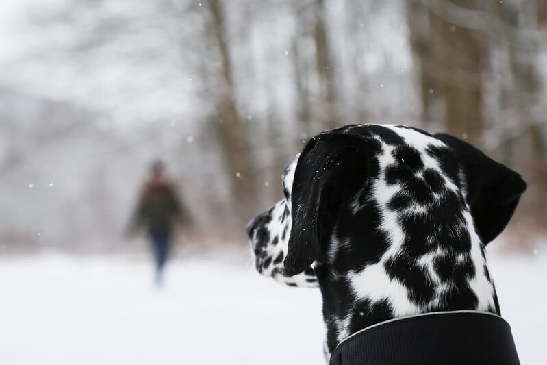 advanced dog training