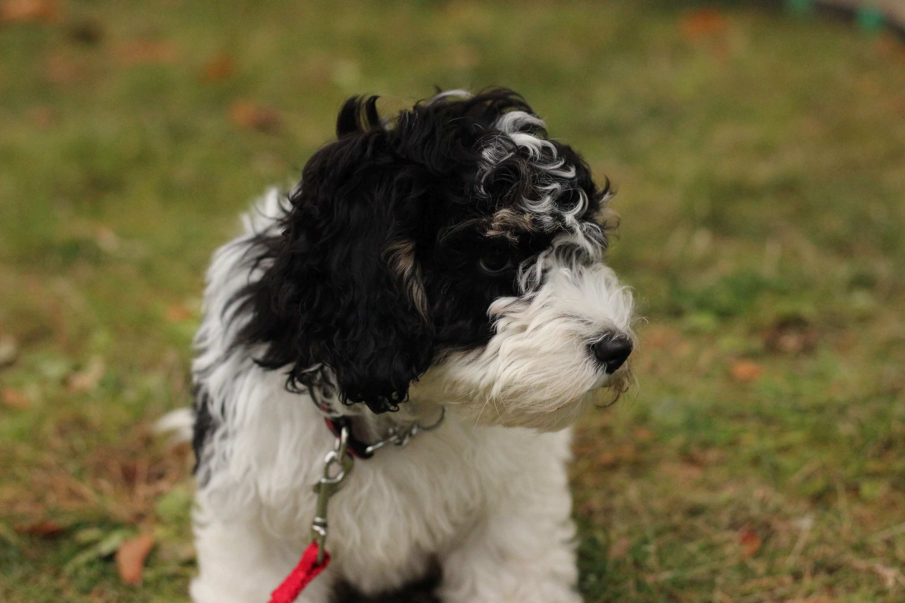 New puppies need basic training to learn to be good family members. basic dog training