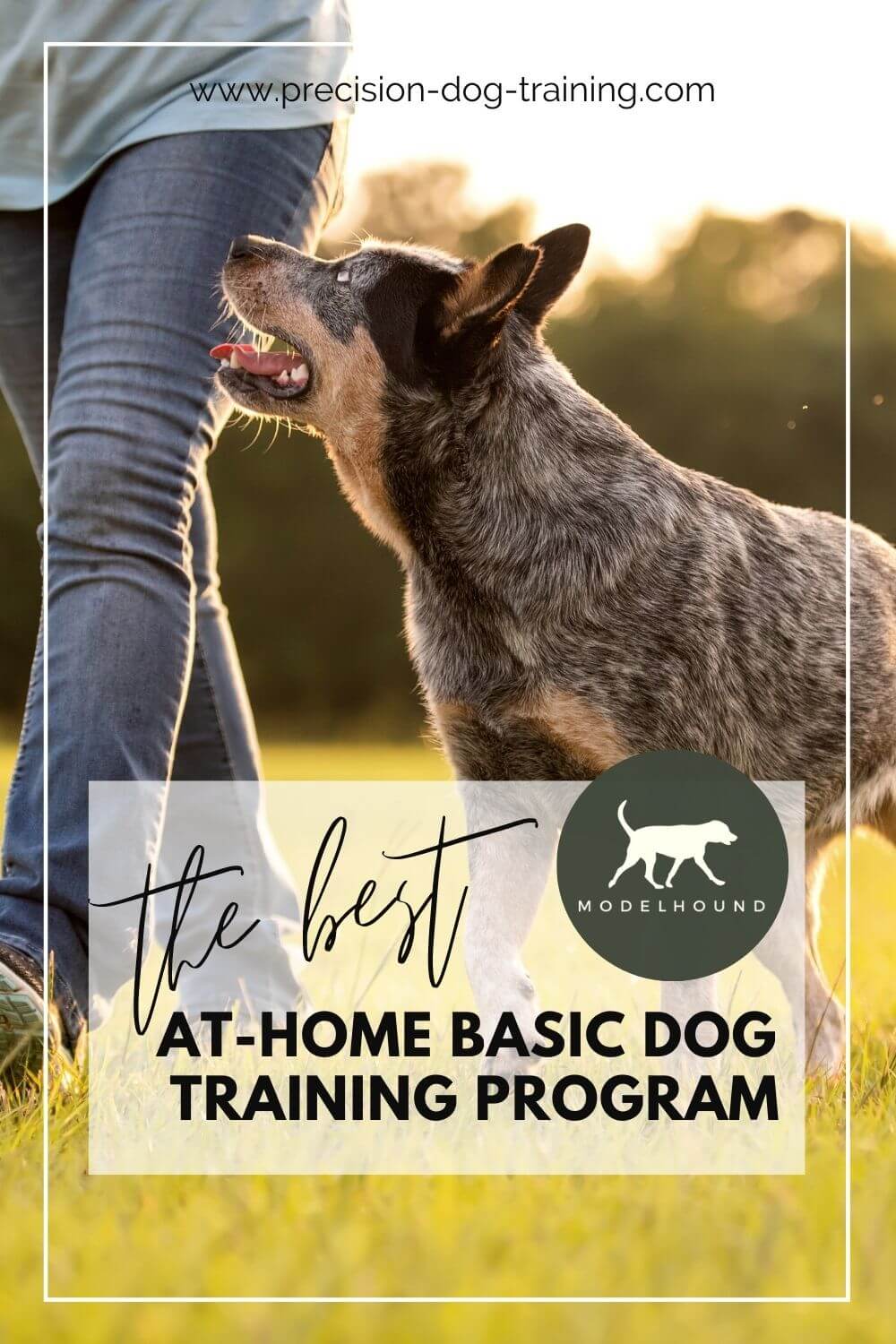 Basic Dog Obedience Curriculum