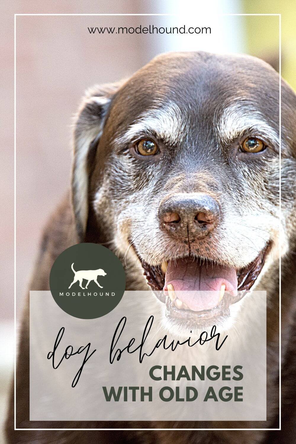 dog behavior changes with age