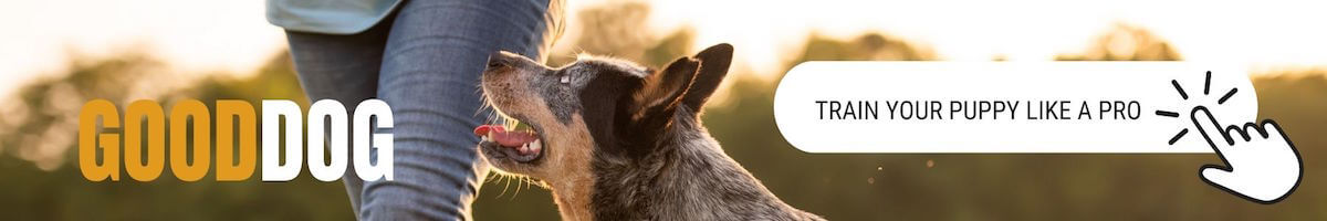 basic obedience curriculum