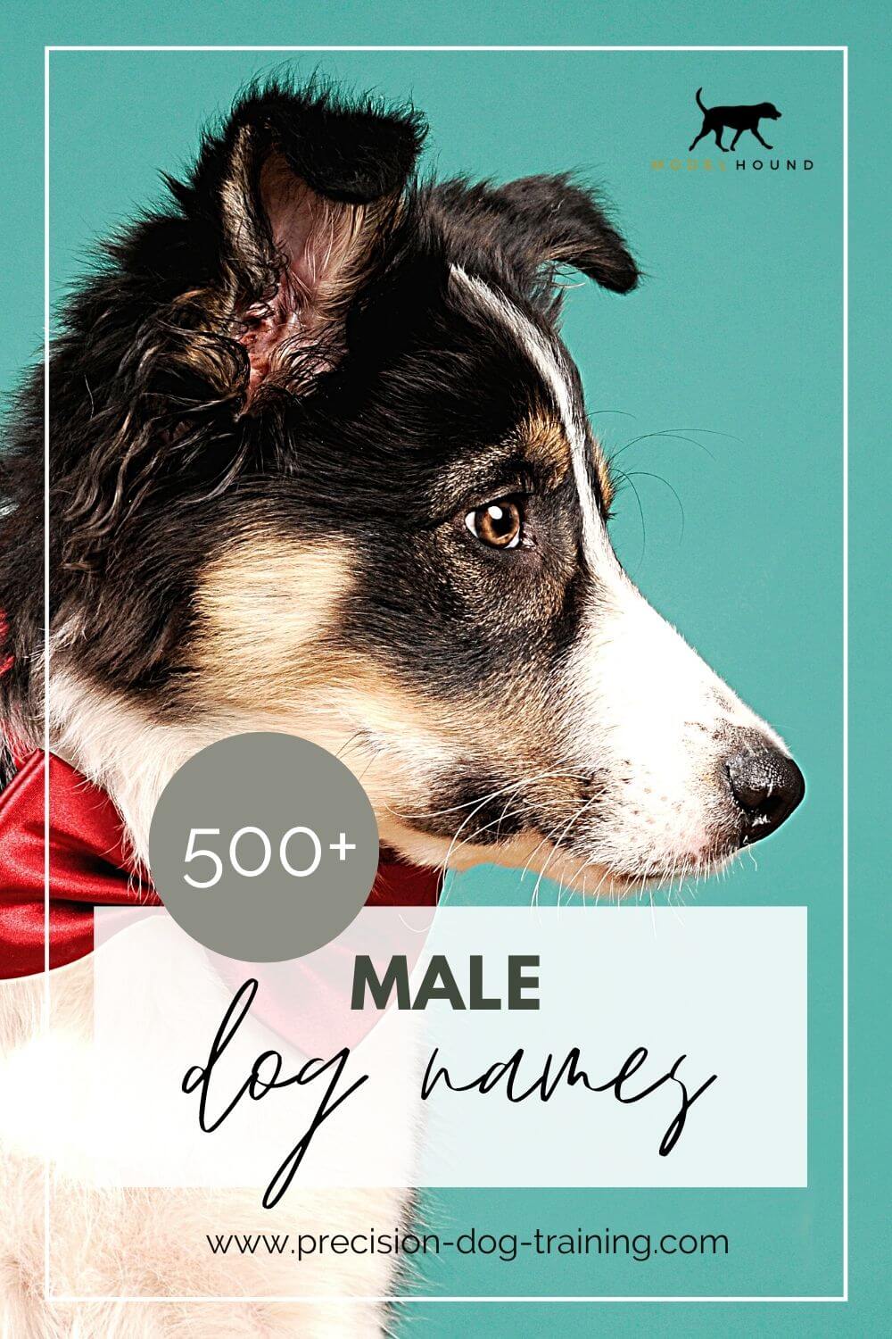 Male Dog Names - Find one that will make your friends jealous!