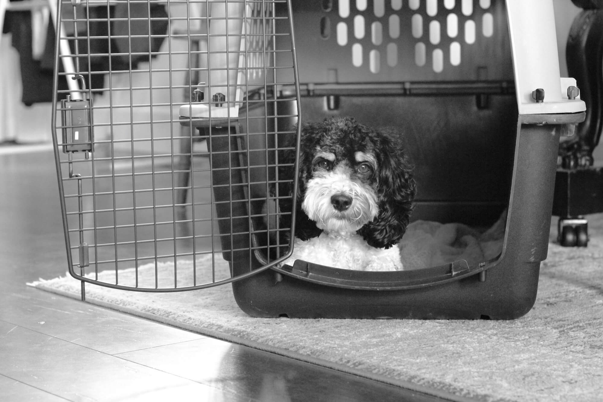 Crate Training a Dog Do Yourself and Your Dog a Favour