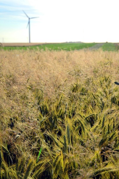 Saskatchewan dog breeders