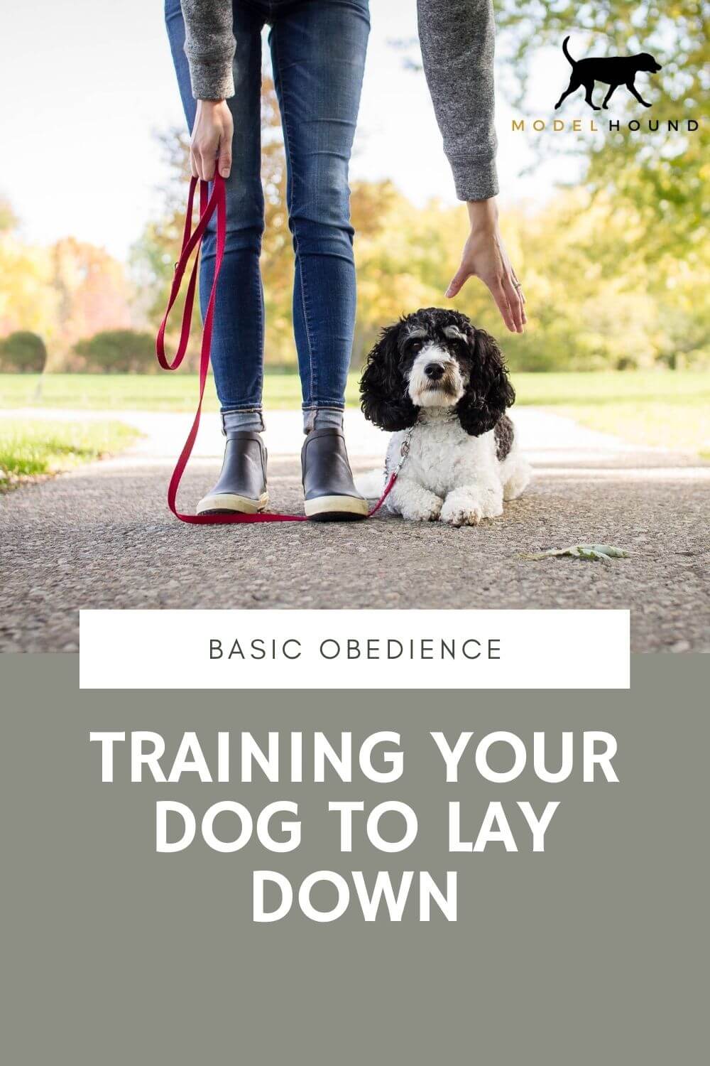 How to get your dog to lay with you top