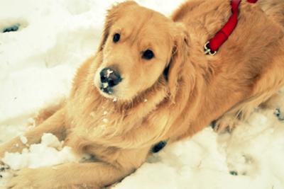 Aggressive Behavior Golden Retriever