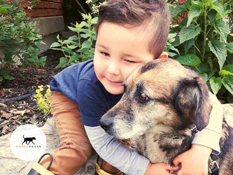 Dog Behavior Changes With Age and How You Can Help