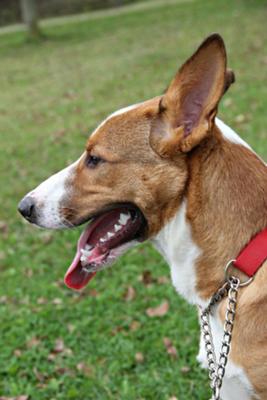 Dog Training Brantford Dog Training Brantford
