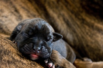 canadian dog breeders