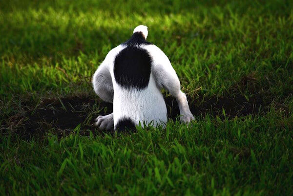 Stop dog digging