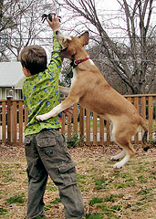 Dog Jumping on Boy Dog Jumping on Boy