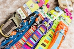 Dog Training Collars