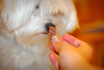 Dog Training Treat