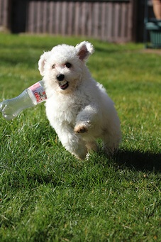 Water Bottle as Dog Chew Toy Water Bottle as Dog Chew Toy