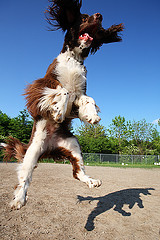 Stop Your Dog Jumping Up - Solutions That Really Work