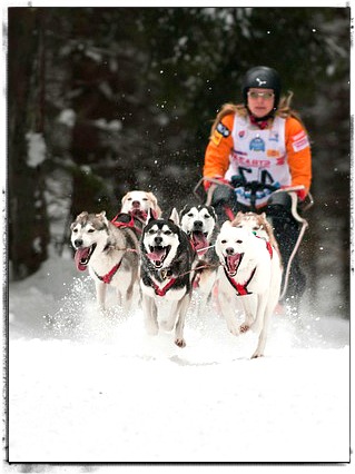 Dog Sledding Team Dog Sledding Team