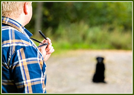pets training