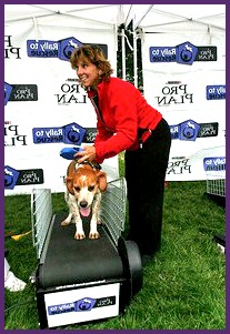 Dog Treadmill