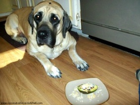 house training dog house training dog