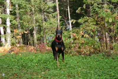 Enzo having fun in the wild 