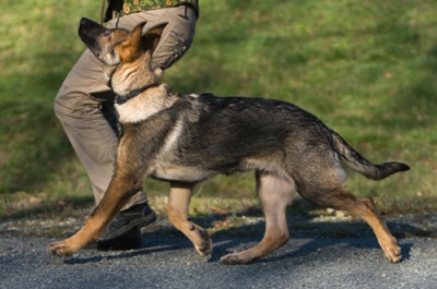 heeling middelbare shepherds pethelpful obedience