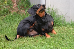 Dog Allergies and Itching