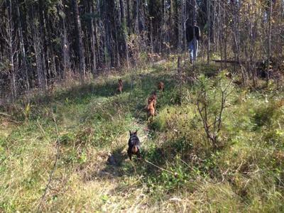 Off leash walk in the woods