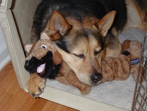 Crate Training A Puppy Crate Training A Puppy
