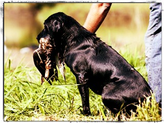 Dog Retrieving Dog Retrieving