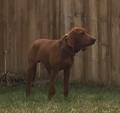 Dax, one of our past puppies 