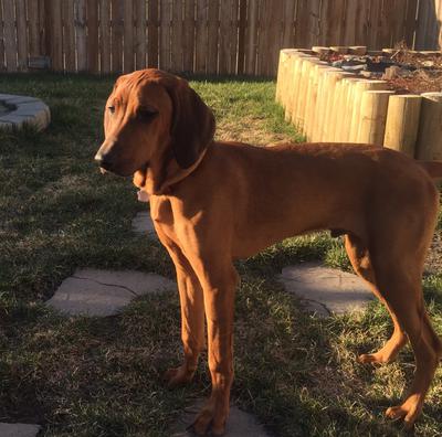 Rook, one of our past puppies 