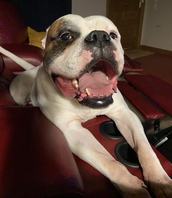 American bulldog kennels online