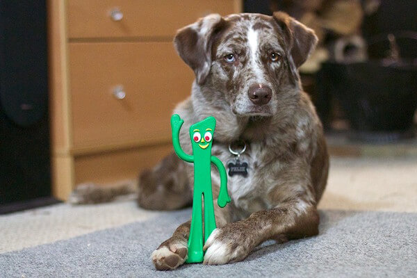 https://www.precision-dog-training.com/images/rubbertoy.jpg