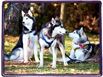 Siberian Husky Sled Dog Siberian Husky Sled Dog