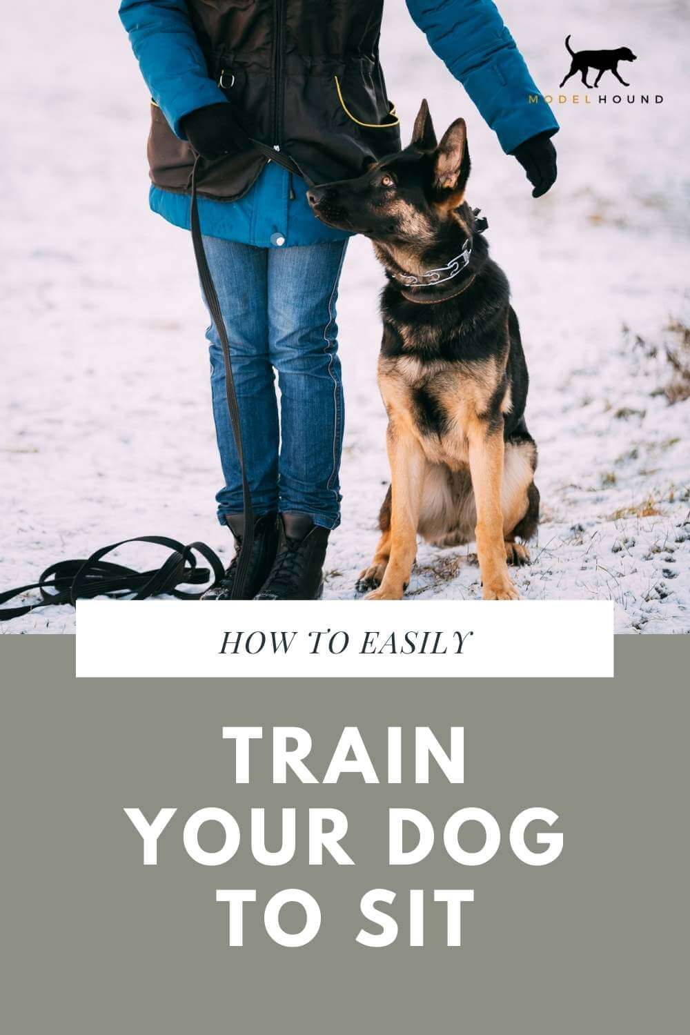 train your puppy to sit