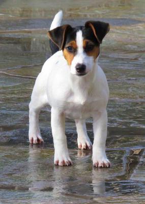 akc jack russell terrier