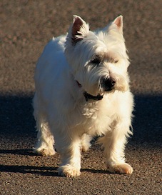 terrier dog breed