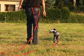 pets training