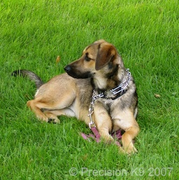 Precision K9 Dog Training - Obedience for the Family Dog
