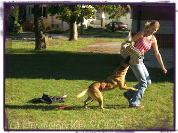 personal protection dog training